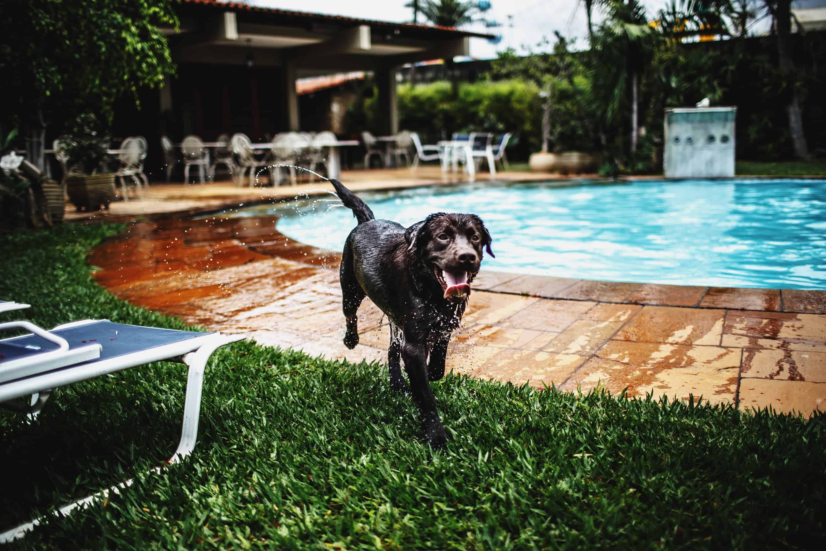 custom pools for your dog